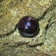Batu Mulia Star Garnet 17.23 Carat Natural Unheat