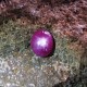 Natural Star Ruby 5.55 carat