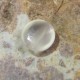 Round Cat Eye Moonstone 1.35 carat