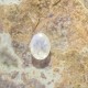 Blue Flash Moonstone 0.85 carat