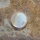 Blue Flash Moonstone Round 4.60 carat