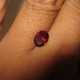 Pyrope Red Garnet 1.45 carat