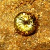 Tanzanit Kuning Round 1.20 carat