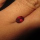 Red Pyrope Garnet 0.90 carat