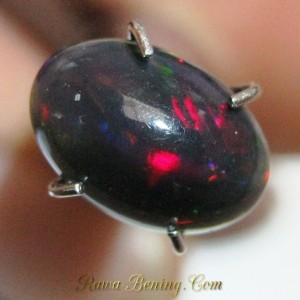 Black Opal Imut Oval Cab 0.85 carat untuk Merah Laser Bos!