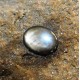 Batu Black Star Sapphire Pipih 1.26 Carat