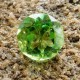 Batu Permata Asli Round Greenish Peridot 1.85 Carat